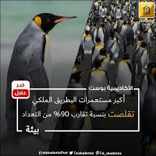 أعلن باحثون من العلوم القطبية الجنوبية Antarctic Science في الأسبوع الماضي عن احصائية لتعداد مستعمرات البطاريق الملكية والتي كانت Knowledge Animals Penguins