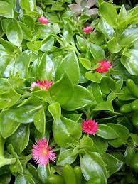 Baby Sunrose Dew Plant Heartleaf Ice Plant Heart Leaf Ice Plant Variegata Aptenia Cordifolia Suculentas Colgantes Plantas Colgantes Cactus Y Suculentas