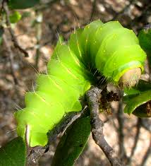 Because of this strong attraction to light, you'll also find luna moths fluttering around for hours on end at traffic lights, gas stations and fast food joints during night time. Polyphemus Moth Caterpillar