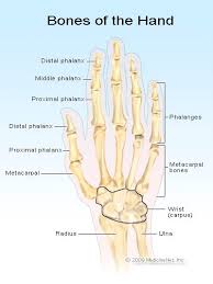 These are the largest bones of the hand. Hand Injuries Types Of Common Injuries Trauma