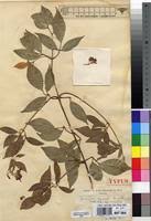 Image result for Jasminum bakeri