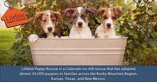 Browse thru thousands of labrador retriever dogs for adoption near plano, texas, usa area, listed by dog rescue organizations and individuals, to find your match. Lifeline Puppy Rescue Brighton Colorado