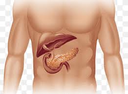 The abdominal aorta begins at the level of the diaphragm, crossing it via the aortic hiatus, technically behind the diaphragm, at the vertebral level of t12. Human Body Pancreas Anatomy Organ Diagram Others Biology Abdomen Lip Png Pngwing