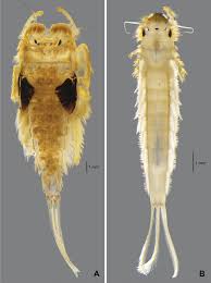 Image result for Behniaceae