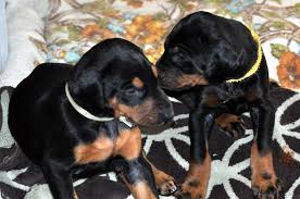 | our dobes at work | sire & dam pictures | pamelot doberman pinscher champions | pamelot doberman pinscher puppies |. Tank And Sunshine 1 13 11 Gary And Joanne Bartell Flickr