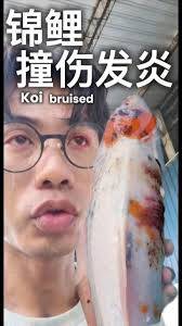 SARAWAK KOI FISHKEEPER