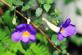 Image result for Thunbergia