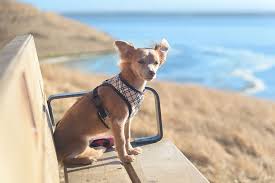Best Harnesses For Chihuahuas