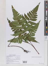 Image result for Triplophyllum