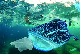 Kasus pencemaran laut oleh sampah plastik di bali menjadi pelajaran berharga untuk mulai bijak mengurangi sampah plastik. Sampah Plastik No Diet Plastik Yes Pgsp