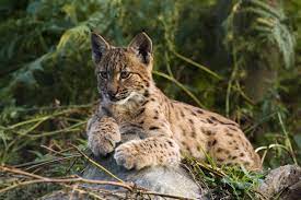 A lynx (/ l ɪ ŋ k s /; The Lynx Effect Can Predators Save Our Forests Cnn