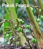 Nama allah, selawat dan wafak tertentu sebagai azimat. Fakta Buah Pelaga Apa Dia Budidaya Tanaman Porang