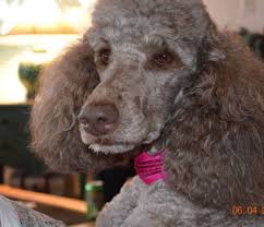 This training also allows identification of possible health problems such as. Royal Pet Grooming Lyndale Petslover