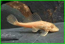 Ikan Sapu Sapu Si Suckermouth Catfish Dan Cara Merawatnya Ikan Tropis Ikan Aquarium