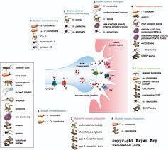 Neurotoxins Venom Doc