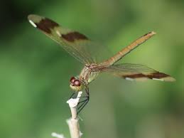 ミヤマアカネ 絶滅 危惧 種