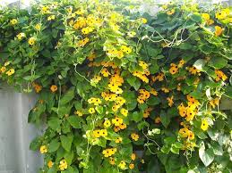 Image result for Thunbergia annua