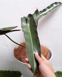 Philodendron Atabapoense In 2020 Plants Cool Plants Philodendron