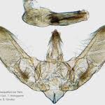 Image result for Pyrausta sanguinalis