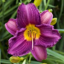 Lovely Purple Daylily Bare Root Plants for Sale | Purple De Oro ...