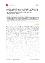 Find fantastic vintage kitchen tables today! Pdf Isolation And Molecular Identification Of Virulence Antimicrobial And Heavy Metal Resistance Genes In Livestock Associated Methicillin Resistant Staphylococcus Aureus