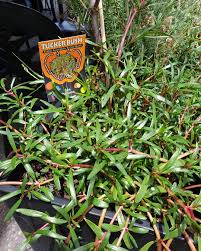 Image result for Sesuvium portulacastrum