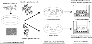 Find out why it is difficult to find cancer cells. Stem Cell Culture Book Chapter Iopscience