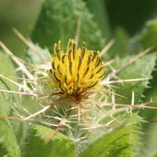 Image result for Cnicus