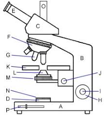 Draw a well labeled diagram of microscope. Glossary Of Terms Used In Microscopy Quekett Microscopical Club