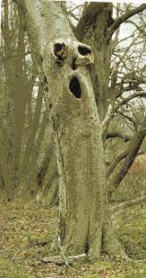 Pin by Sue Sarro on susha gray | Weird trees, Tree, Spooky trees