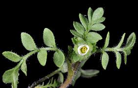 Image result for Campylospermum hiernii