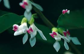 Image result for Carpolobia