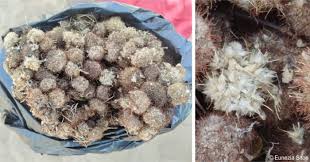 Image result for Cyathula polycephala