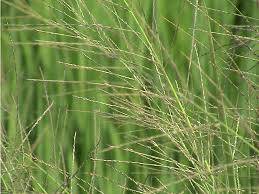Image result for Leptochloa uniflora