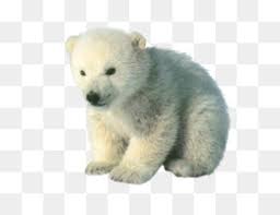 Check spelling or type a new query. Polar Bears Png And Polar Bears Transparent Clipart Free Download Cleanpng Kisspng