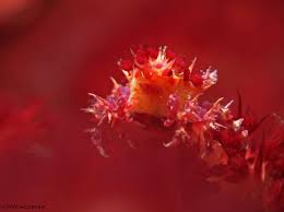 Image result for Lippia oatesii