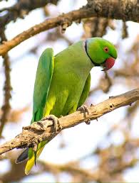 Green Bird With Red Ring Around Neck Rose Ringed Parakeets Are Chiefly Forest Dwelling Birds But They Will Also Use Gardens And Other Human Modified Woody Areas L Alexandrine Parrot Parakeet Birds