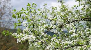 Pflanzschnitt, nashi schneiden, quittenschnitt, birnenschnitt, birnen schneiden. Wie Schneide Ich Einen Birnbaum Zuruck
