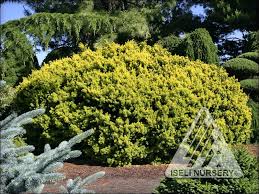 Check spelling or type a new query. Taxus Yew Iseli Nursery