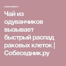 как избавиться от запаха изо рта во время голодания Chaj Iz Oduvanchikov Vyzyvaet Bystryj Raspad Rakovyh Kletok Fitoterapiya Zdorove Celebnye Travy