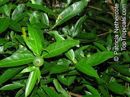 Image result for Rothmannia capensis