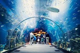 Dubai aquarium, one of the largest tanks in the world at 51m x 20m x 11m and featuring the world's largest viewing panel at. Interesting Facts About Dubai Mall Aquarium