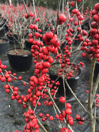 Check spelling or type a new query. True Love And Holly Berries Sampson Nursery Inc