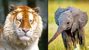 10 Most Beautiful Endangered Animals On Planet Earth Endangered Animals Animals Endangered