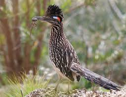 Birds Of The Southwest Greater Roadrunner By Christopher Tubbs Vogels Midden Amerika Mexico