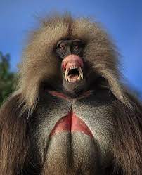 I Would Never Mess With Gelada Baboons Weird Animals Baboon Animals