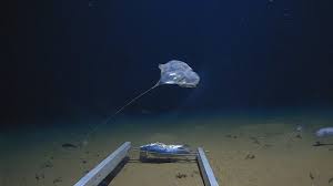 Il Trouve Un Sac Plastique Au Fond De La Fosse Des Mariannes Video Fosse Des Mariannes Mer Et Ocean Et Sac Plastique