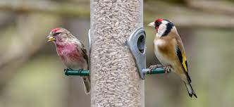 There are three main things needed to both attract finches to your yard and to keep them coming back. How To Attract And Feed Finches In Your Garden Ivel Valley Wild Bird Blog