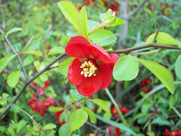 White flowering quince for sale. Japanese Quince Japonica Kahikatea Farm Certified Organic Nursery And Permaculture Farm