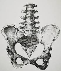 0835 lotze anatomy of the pelvic floor 0900 naumann urologic dissection 1105 lotze ligaments and anatomy important in pelvic reconstructive surgery M I A On Instagram Female Pelvic Female Pelvic Anatomy Anatomicalillustration Illo Illustration Bones Ske Skeleton Illustration Art Instagram